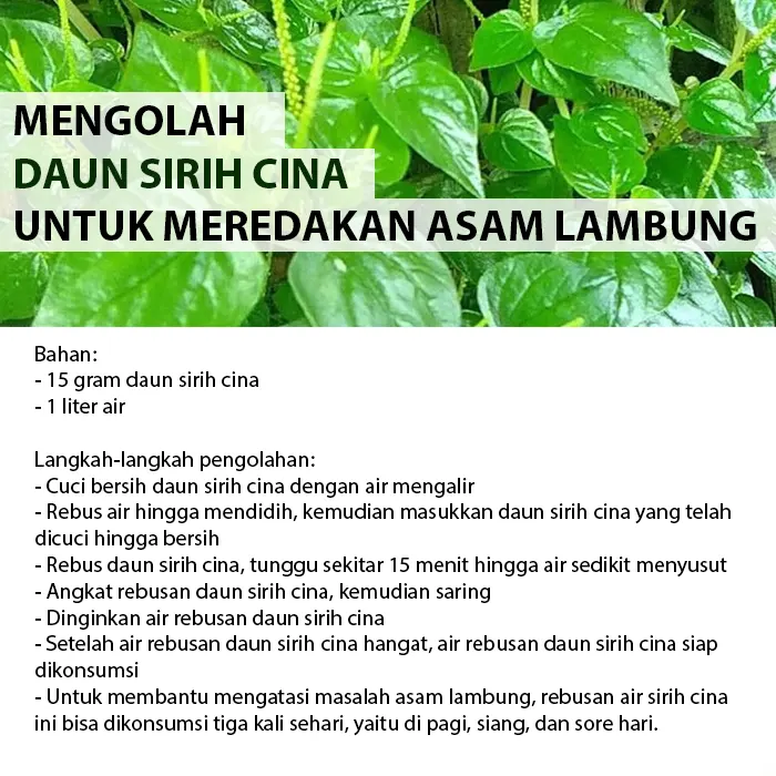 sirih cina4