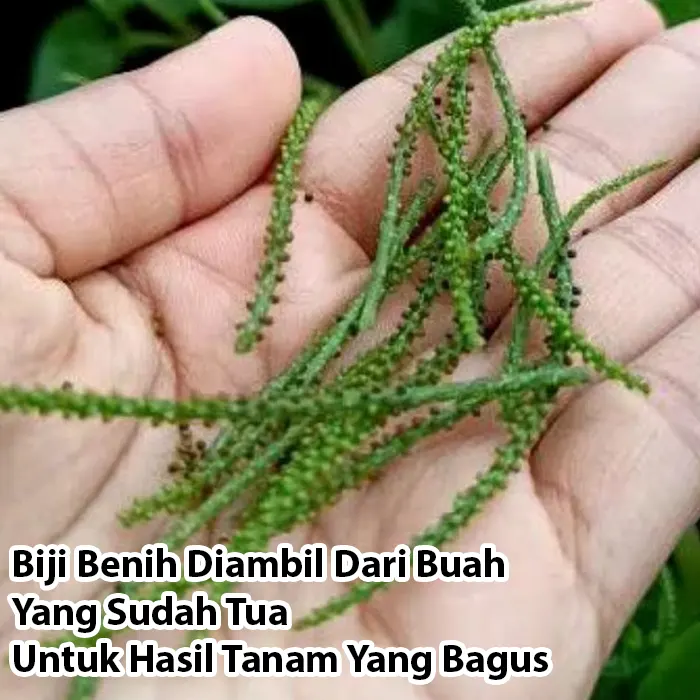 sirih cina5