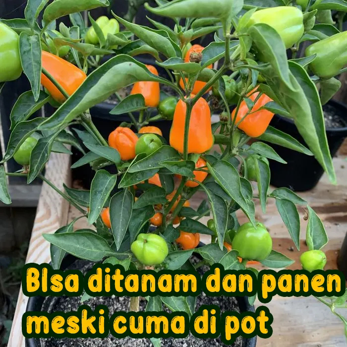 cabe gendot9