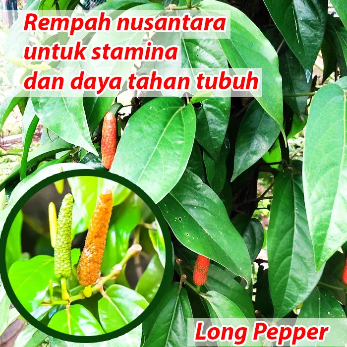 cabe jawa