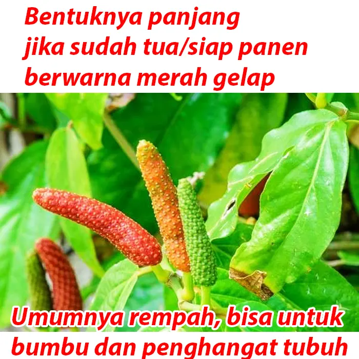cabe jawa2