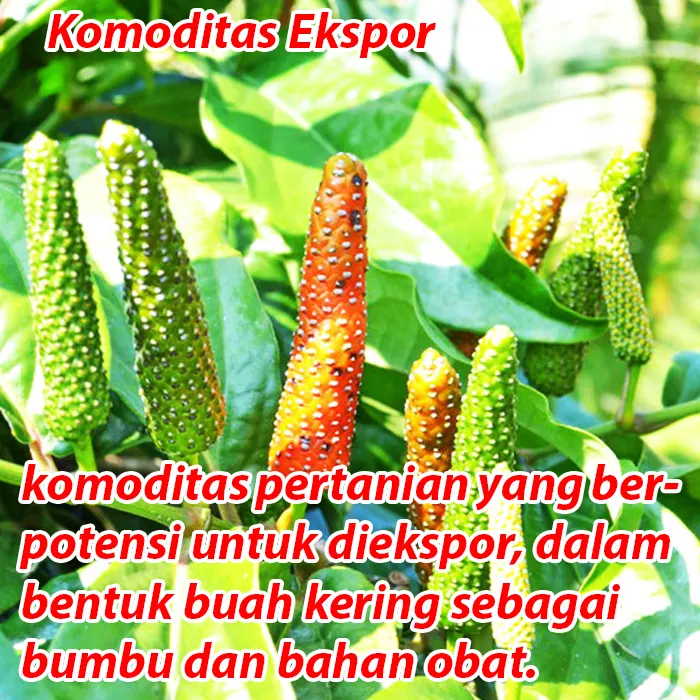 cabe jawa3