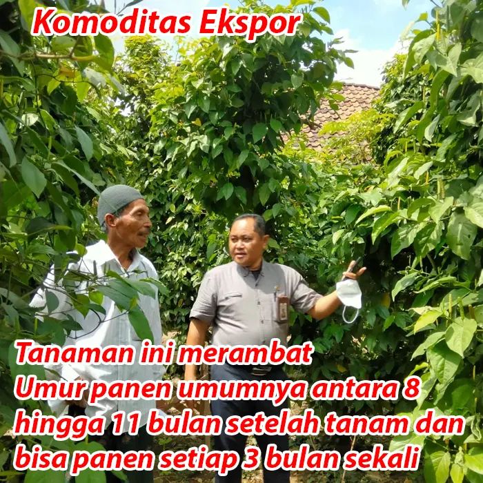 cabe jawa5