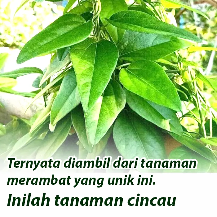 cincau4