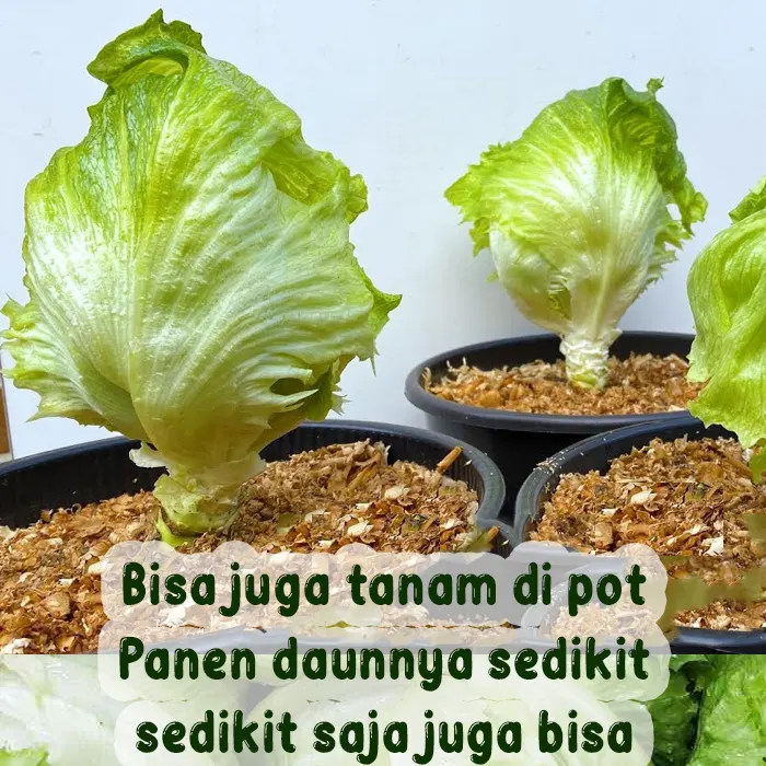 letuce109