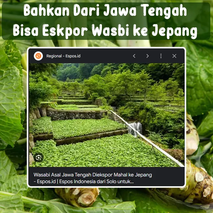wasabi