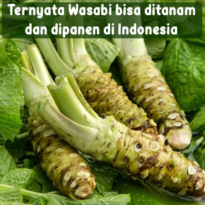 wasabi2