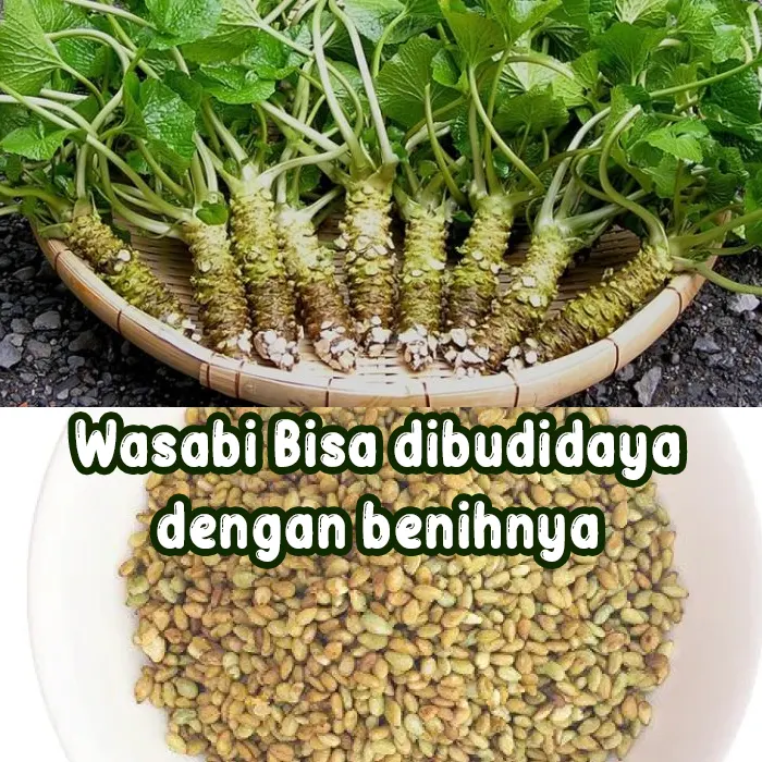wasabi5