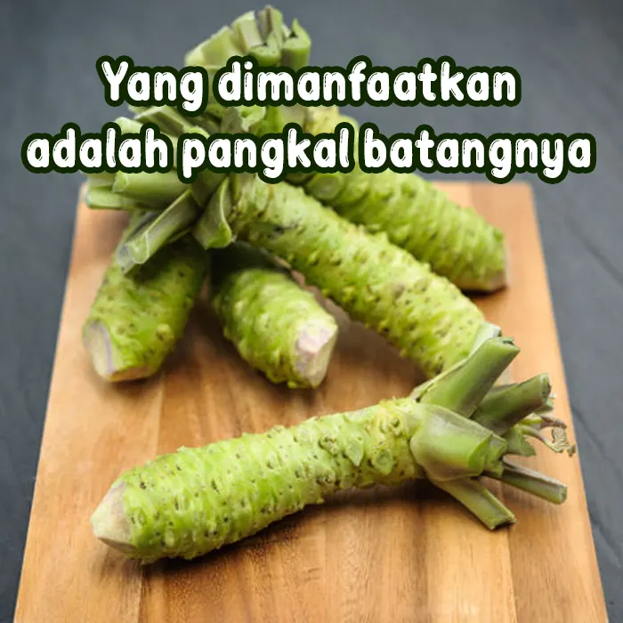 wasabi6