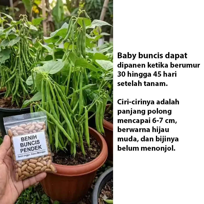 baby buncis