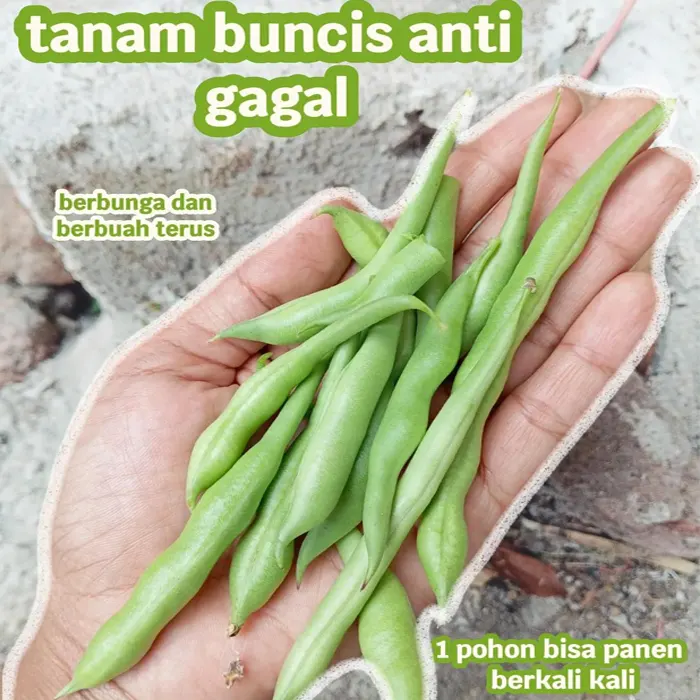 baby buncis5