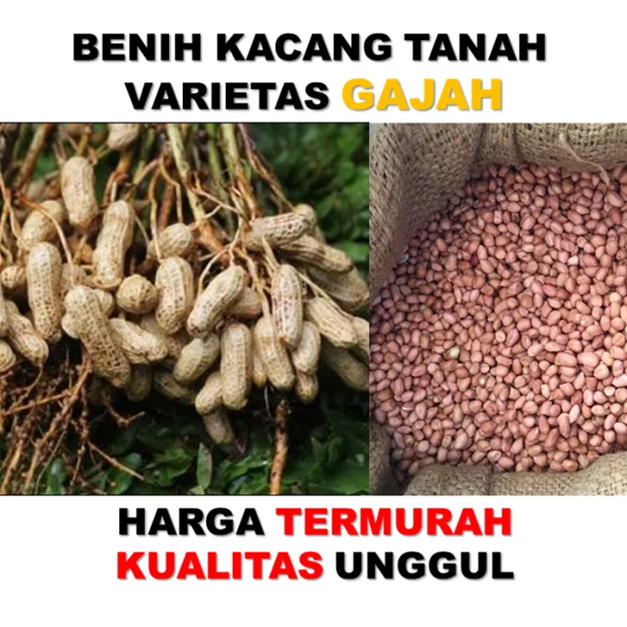 kacang tanaha