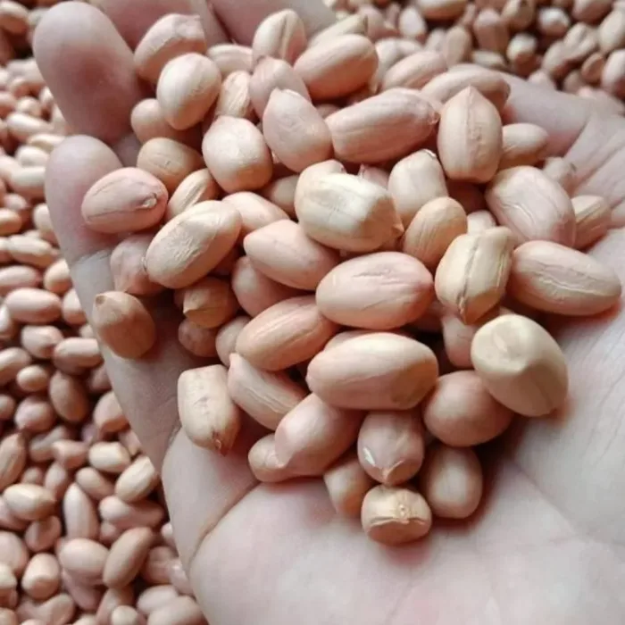 kacang tanaha2