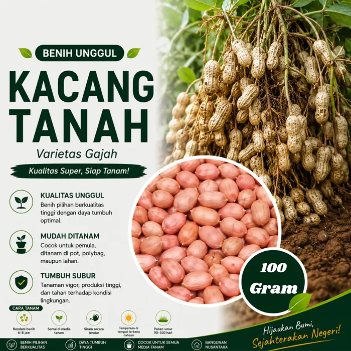 kacang tanaha4