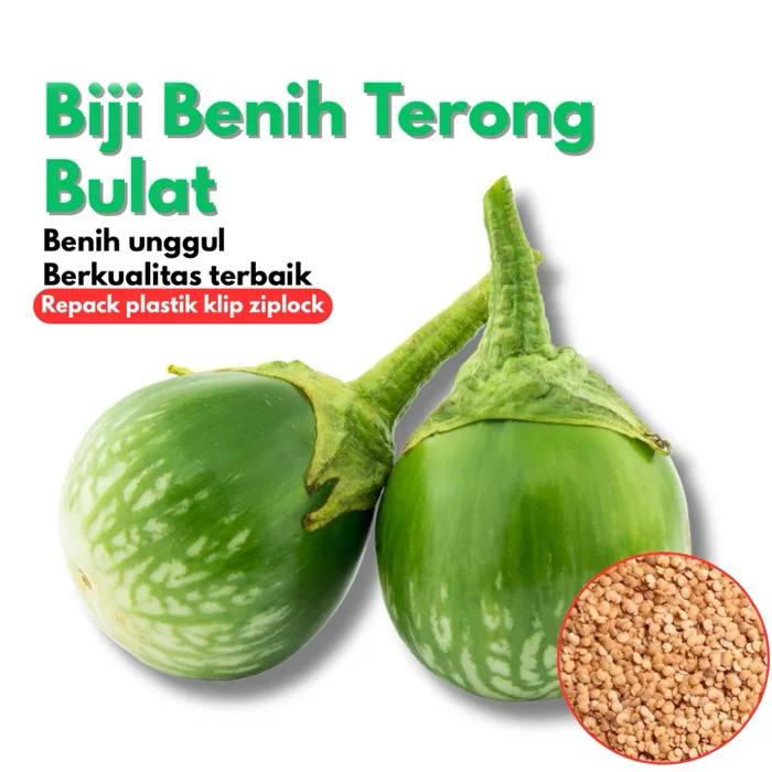 terong lalap3