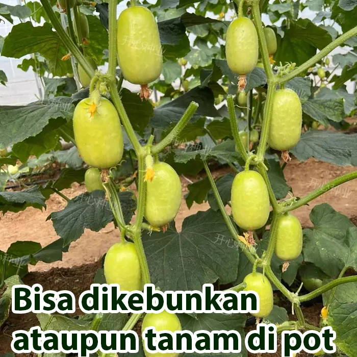 Benih Timun Buah Segar FT – aneka-benih.com