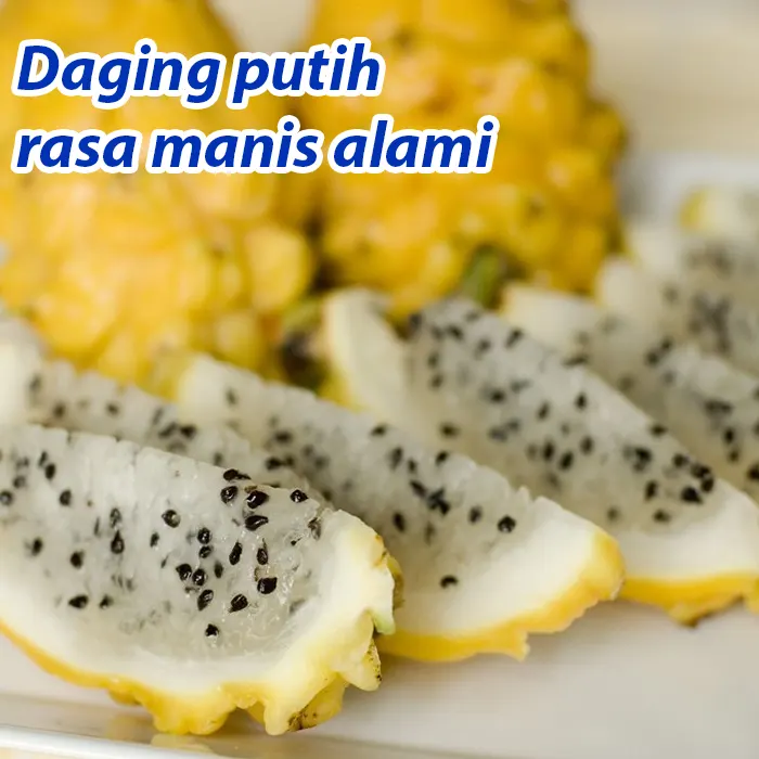 buah naga7