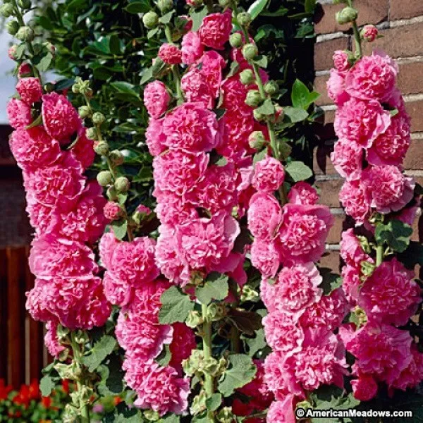 hollyhock (11)