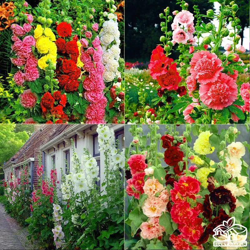 hollyhock (2)