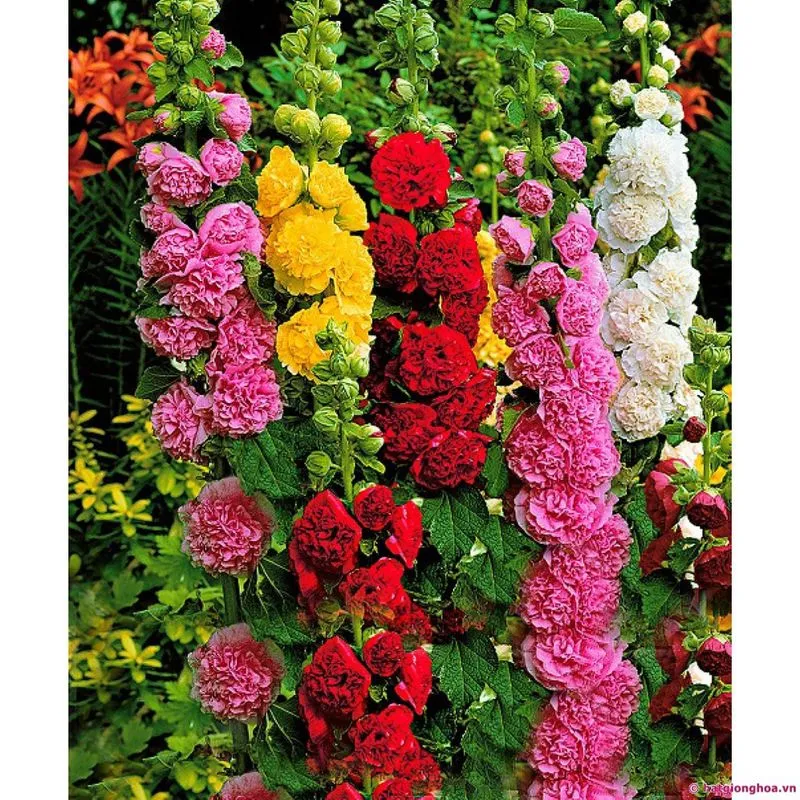 hollyhock (3)