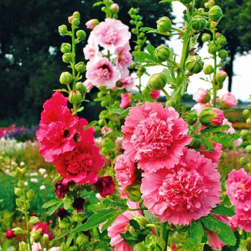 hollyhock (4)