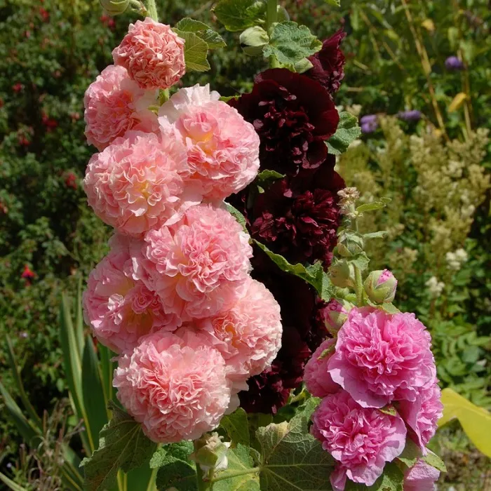 hollyhock (7)