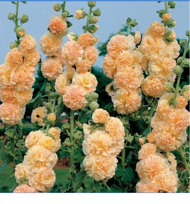 hollyhock (8)