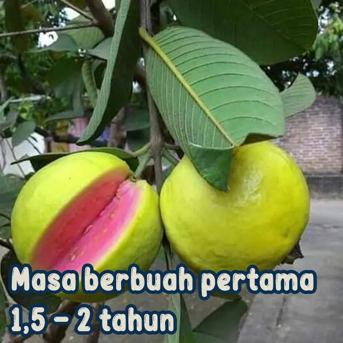 jambu merah6