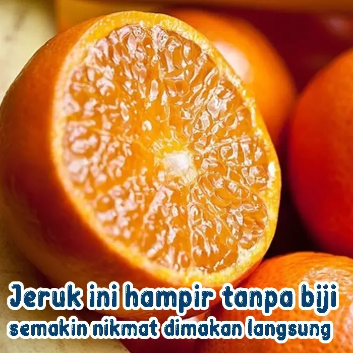jeruk (5)
