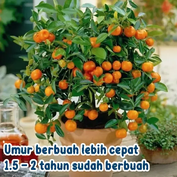 jeruk (6)