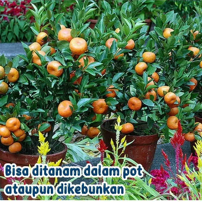jeruk (9)