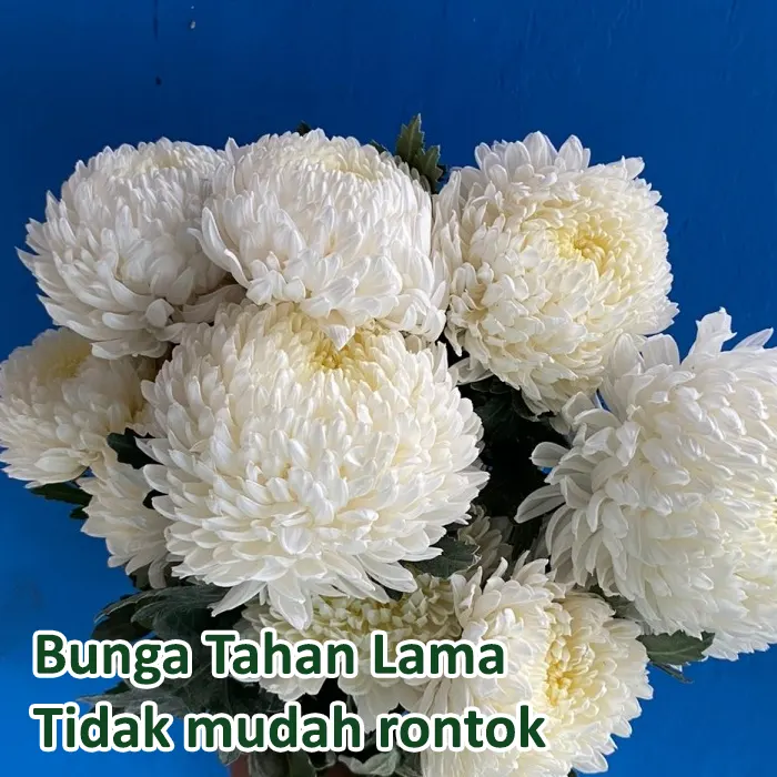 krisan2