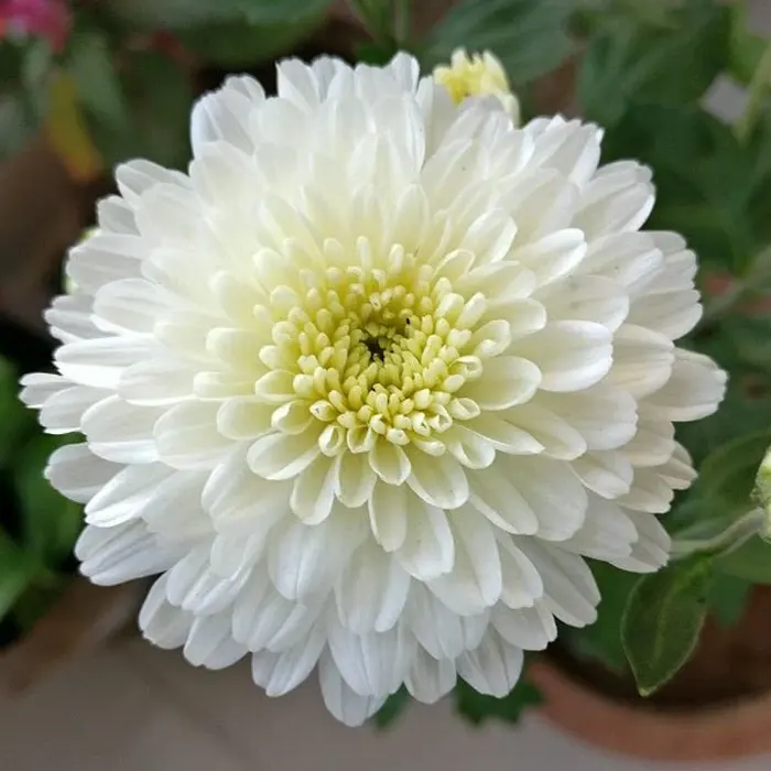 krisan6