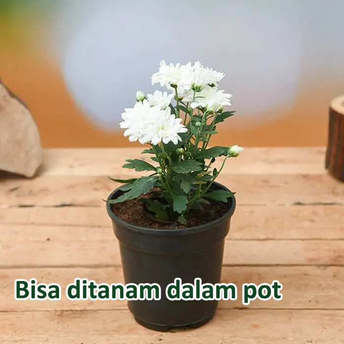 krisan7
