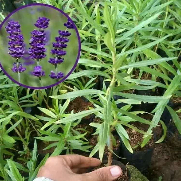 lavender