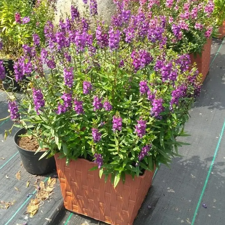 lavender4