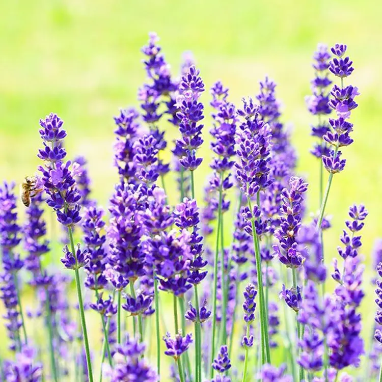 lavender6