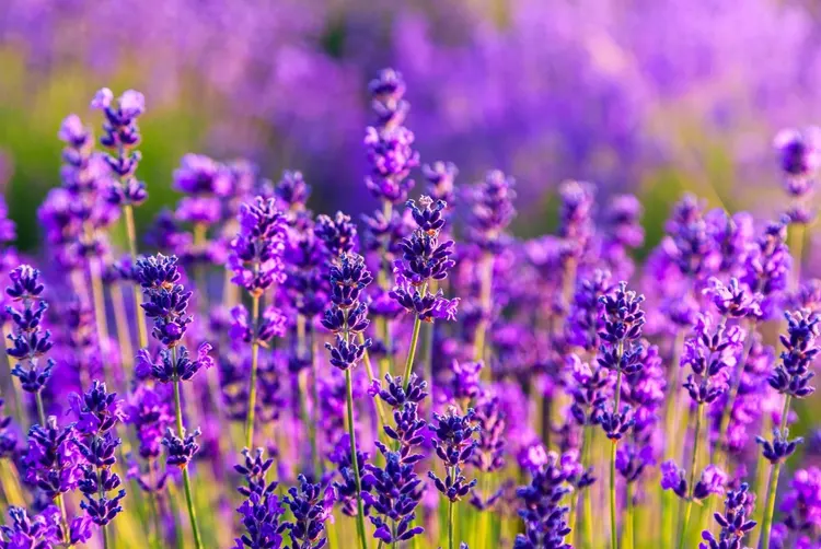 lavender7