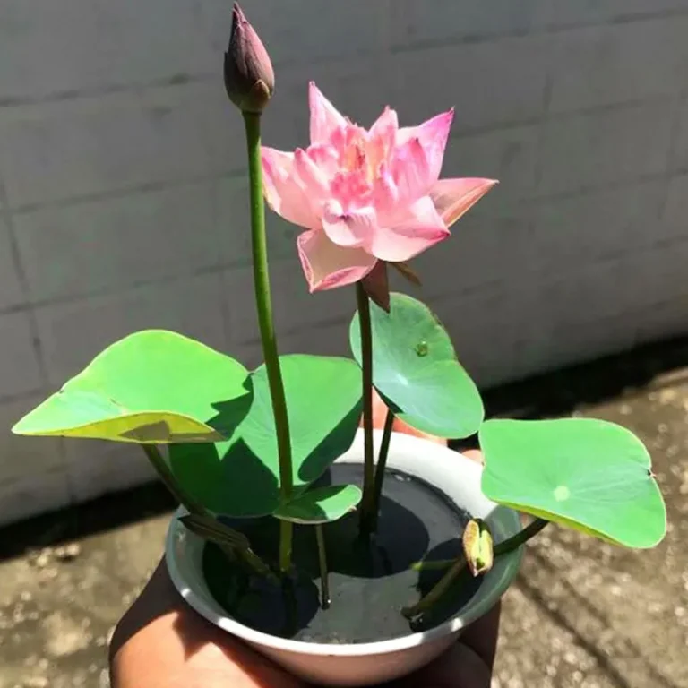 lotus (2)