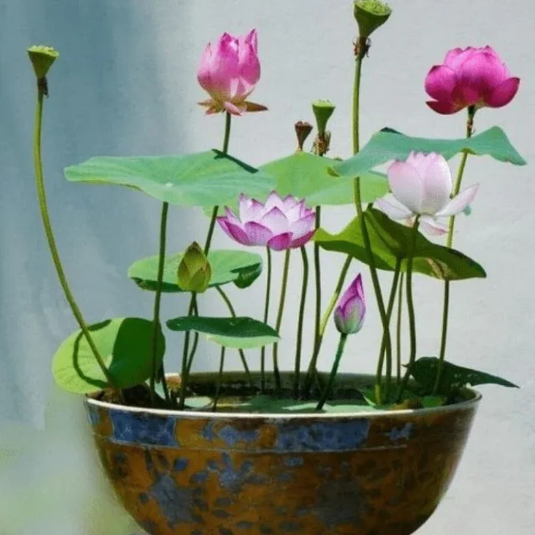 lotus