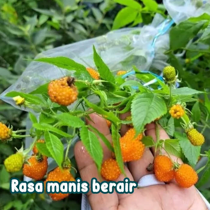 raspberry golden2