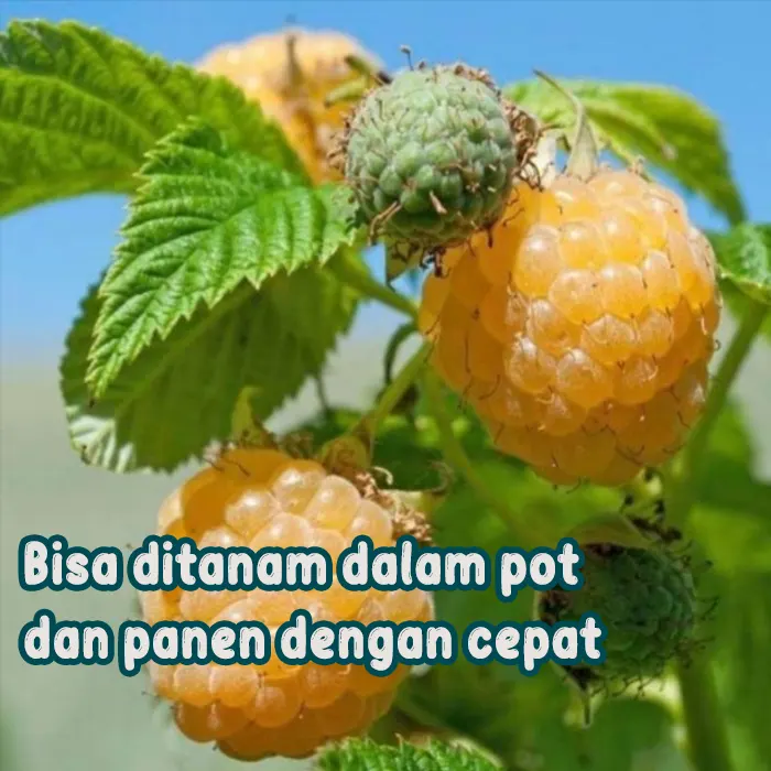 raspberry golden4