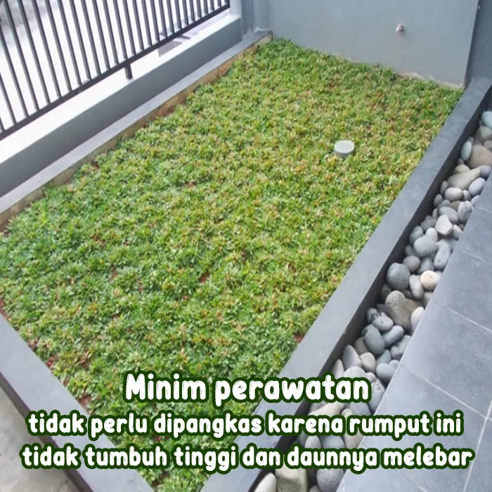 Rumput gajah mini aa aneka benih