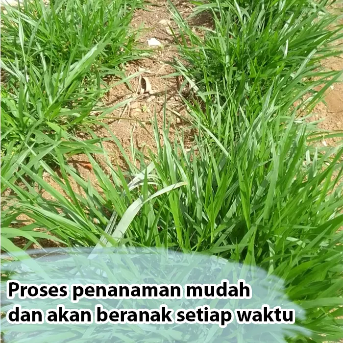 rumput pakan ternak4