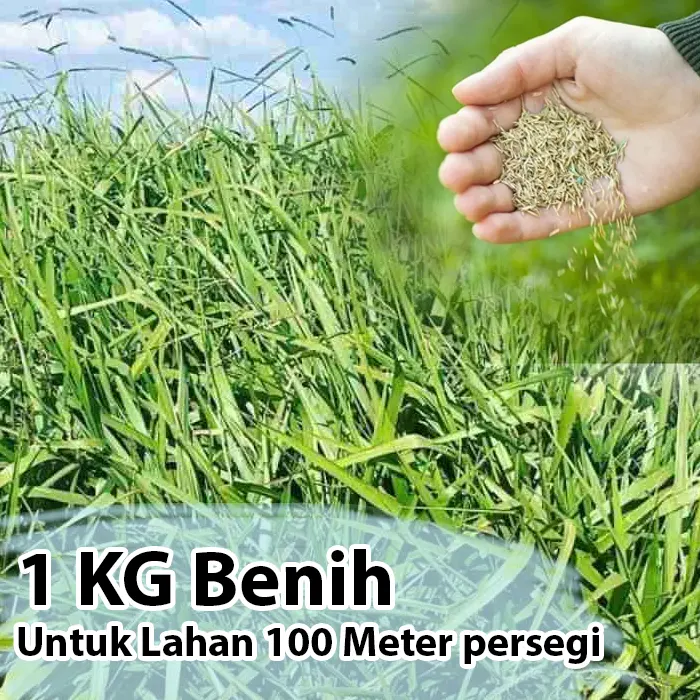 rumput pakan ternak5